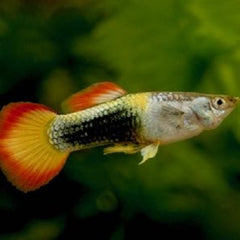 Poecilia ret.   Guppy male flame L