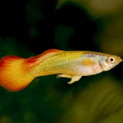 Poecilia ret.  Guppy yellow sunset M