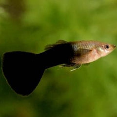 Poecilia ret.   Guppy black-silver  M