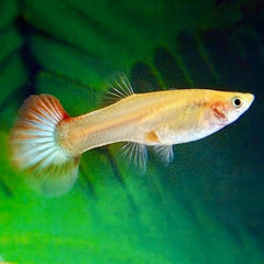 Poecilia ret.   Guppy vrouw L