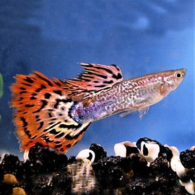 Poecilia ret.   Gup king cobra rood M