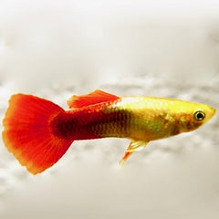 Poecilia ret. Golden red tuxedo guppy M