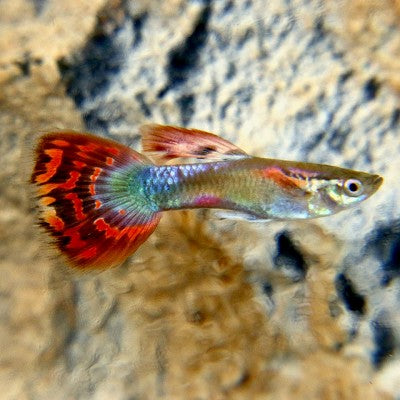 Poecilia ret.   Guppy red mosaic M