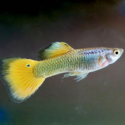 Guppy German yellow M ECO