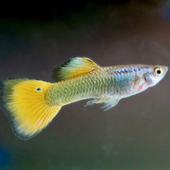 Guppy German yellow M ECO
