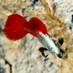 Poecilia ret. Guppy red tail big ear