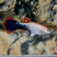 Poecilia ret.   Guppy pink panda  M