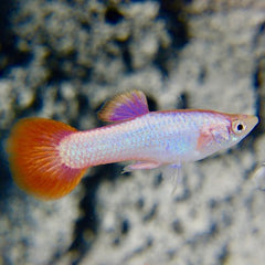 Guppy full pink M ECO