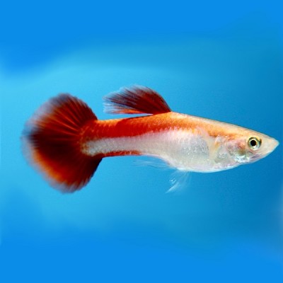 Poecilia ret.   Silver red guppy M