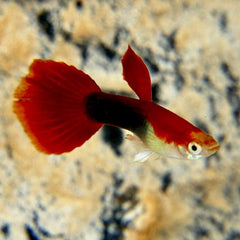Poecilia ret.blond tuxedo guppy XL