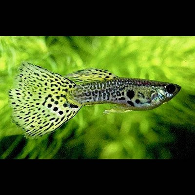 Poecilia ret.   Guppy Leopard tail L