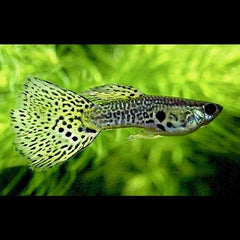 Poecilia ret.   Guppy Leopard tail L