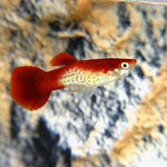 Poecilia ret.   Guppy snakeskin red XL