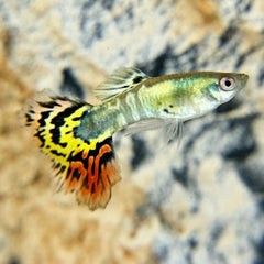 Poecilia ret.   Guppy galaxy mosaic M