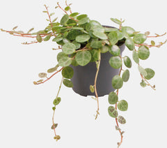 PT-PEPEROMIA PROSTRATA