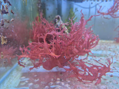 Halymenia durvillei (Dragon’s Breath)