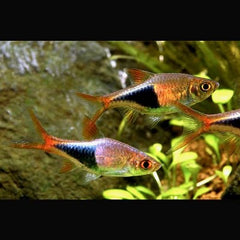 Rasb. heteromorpha   Kegelvlekrasbora M