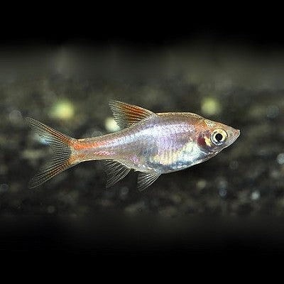 Rasb.heteromorpha Kegelvlek goud M