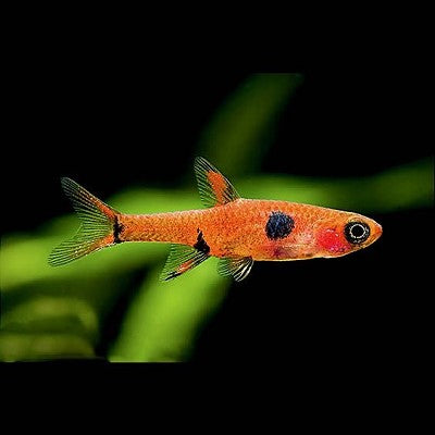 Rasbora maculata   Dwergrasbora L @