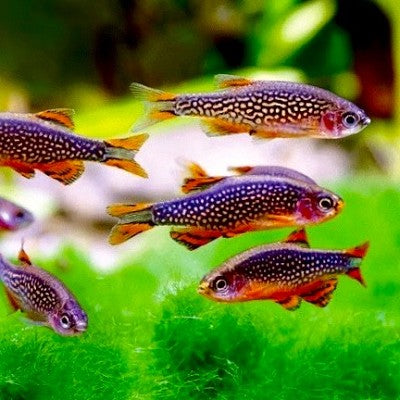 Celest.margaritatus  Galaxy rasbora L @