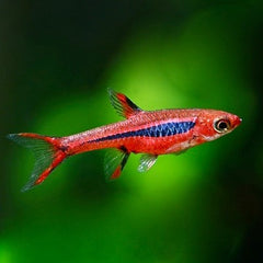 Rasbora brigittae   Dwergrasbora L