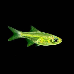 Microdevario kubotai  1,5