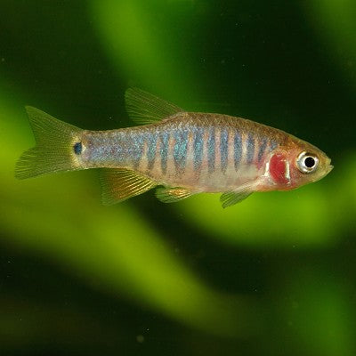 Micro.erythromicron  Emerald rasbora