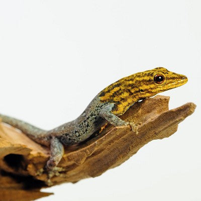 Lygodactylus picturatus