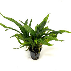 Microsorum green gnome in pot @