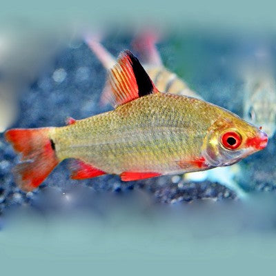 Distichodus sp.Black & Red Lefini River