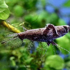Pantodon buchholzi   Vlindervis M