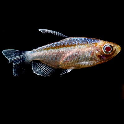 Phenac.interruptus  Albino kongozalm SM