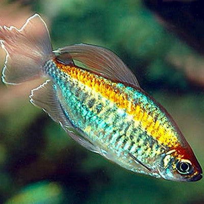 Phenacogrammus interruptes   Kongozalm L