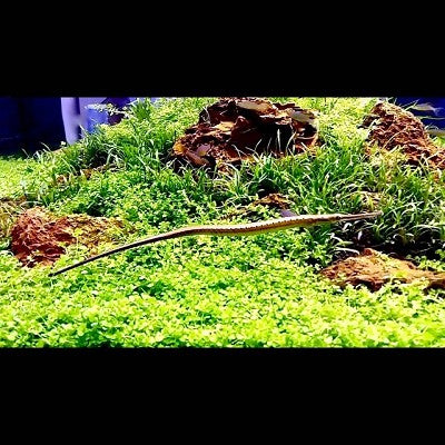 Microphis brachyurus L