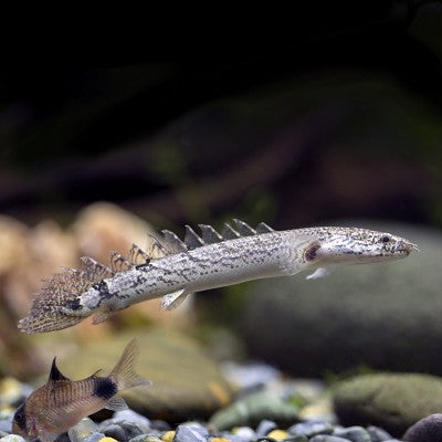 Polypterus delhezi   Kwastvinaal SM