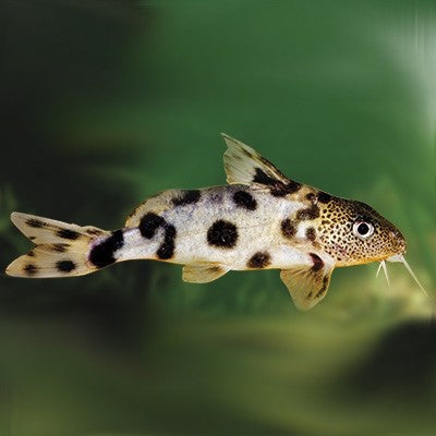 Synodontis valentiana SM