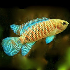Badis badis   Blauw baarsje 3 cm.