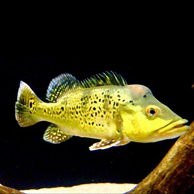 Cichla kelberi SM