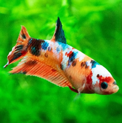 Betta splendens Betta koi vrouw