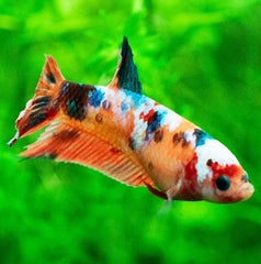 Betta splendens Betta koi vrouw