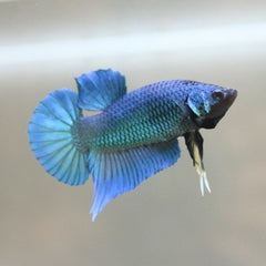 Betta splendens  Betta man King blue