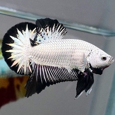 Betta Man Black Dragon