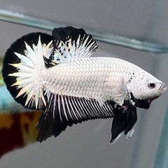 Betta Man Black Dragon