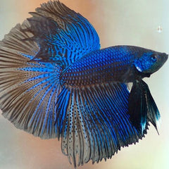 Betta man Halfmoon koi XL