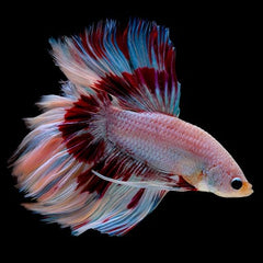Betta man Halfmoon mix special