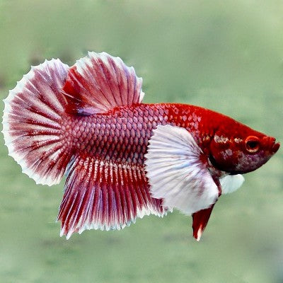 Elephant ear betta vrouw XL