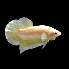 Betta Gold plakat