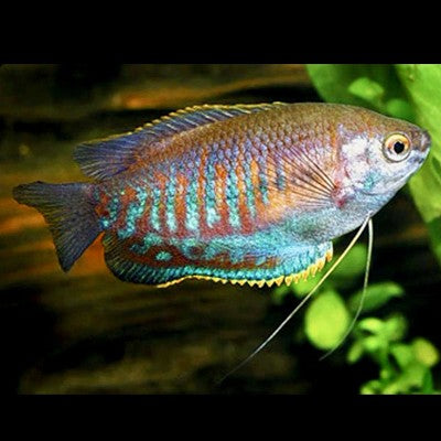 -Colisa labiosa Diklipgourami 5 cm.