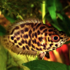 Ctenop.acutirostre   Luipaard gourami SM