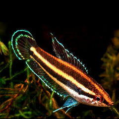 Parosphromenus sumatrans M